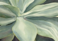 <h5>Agave Sprawl, SOLD, giclee print available</h5>